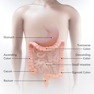 colon_illustration_lg